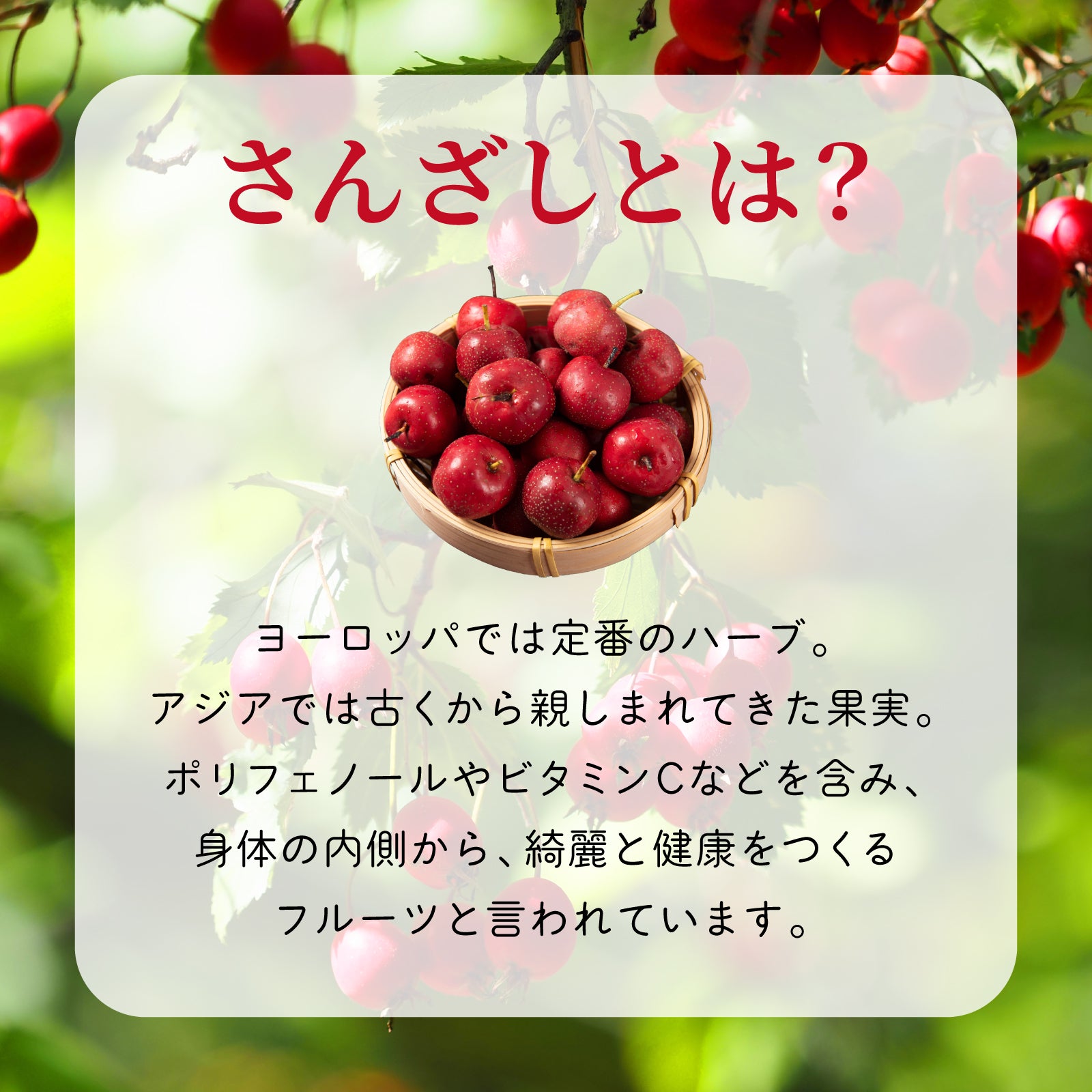 Oishii さんざし Cheers! 1000ml 希釈タイプ